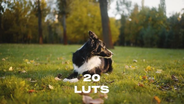Кадр видео после цветокоррекции LUT для инфракрасный вариант 3