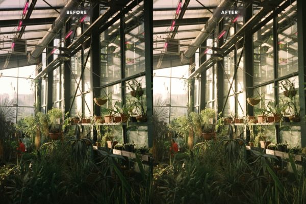 Пример обработки фото пресетом Botanical в Lightroom, кадр 2