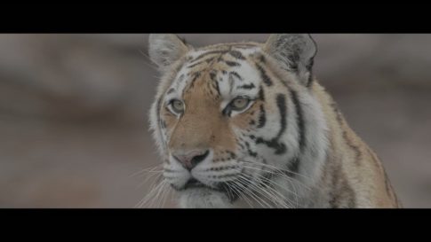 Пример работы LUT из набора C-Log3 LUT для дикой природы видео Wildlife Film