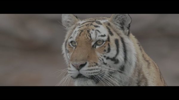 Пример работы LUT из набора C-Log3 LUT для дикой природы видео Wildlife Film