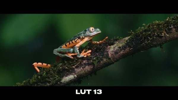 Кадр видео после цветокоррекции LUT для c-log3 вариант 4