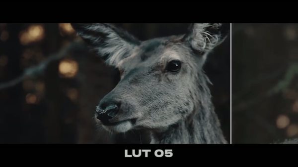 Кадр видео после цветокоррекции LUT для c-log3 вариант 6