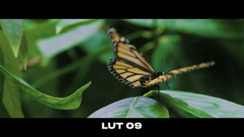 Кадр видео после цветокоррекции LUT для c-log3 вариант 7