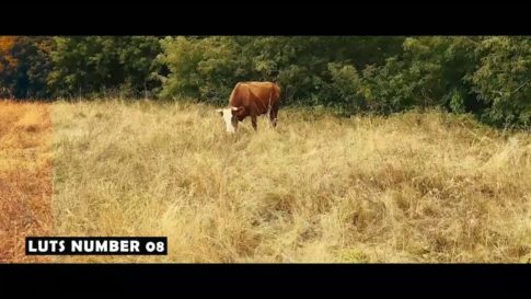 Кадр видео после цветокоррекции LUT для пейзаж вариант 8