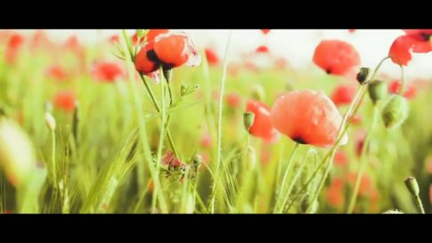 Кадр видео после цветокоррекции LUT для золотой час вариант 4