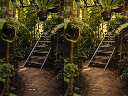 Фотография с цветокоррекцией из набора оливковые пресеты для ботанического сада и зелени