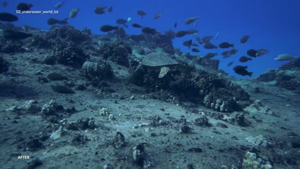 Пример работы LUT из набора Подводные LUT для видео Underwater World