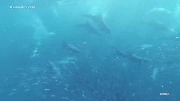 Кадр видео после цветокоррекции LUT для подводная съёмка вариант 5