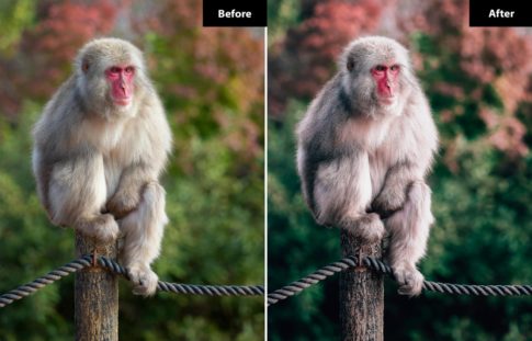 Пример обработки фото пресетом 6 Sakura Lightroom and Photoshop Presets в Lightroom, кадр 3