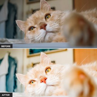 Пример обработки фото пресетом Pet в Lightroom, кадр 1