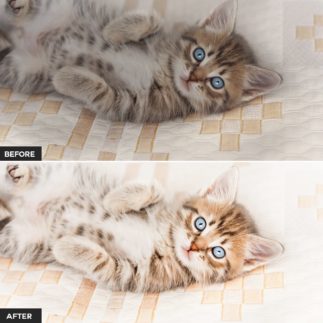Пример обработки фото пресетом Pet в Lightroom, кадр 2