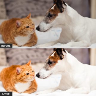 Пример обработки фото пресетом Pet в Lightroom, кадр 3