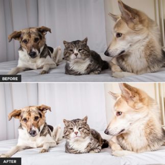Пример обработки фото пресетом Pet в Lightroom, кадр 4