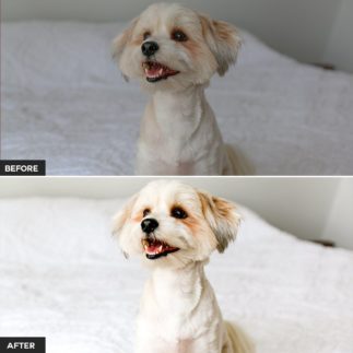 Пример обработки фото пресетом Pet в Lightroom, кадр 6
