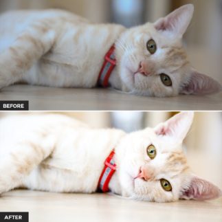 Пример обработки фото пресетом Pet в Lightroom, кадр 7