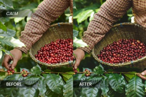 Пример обработки фото пресетом Coffee Industry в Lightroom, кадр 6