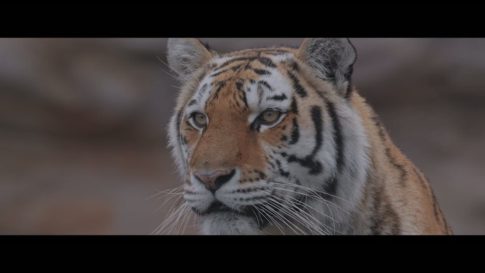 Пример работы LUT из набора Slog3 LUT для съёмки дикой природы Wildlife