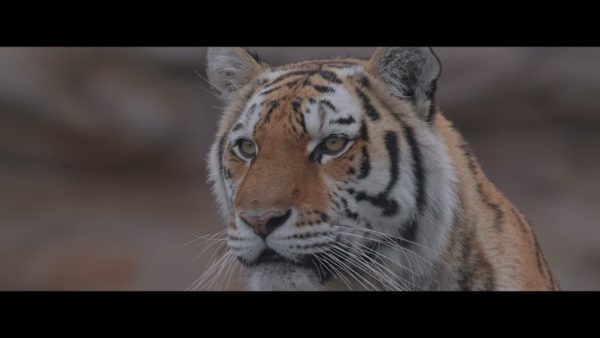 Пример работы LUT из набора Slog3 LUT для съёмки дикой природы Wildlife