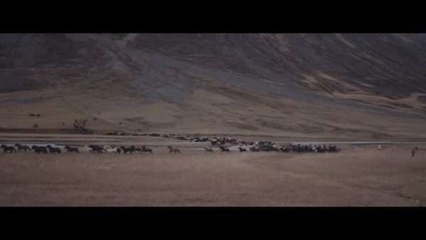 Постер набора Slog3 LUT для съёмки дикой природы Wildlife