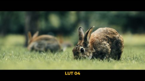 Кадр видео после цветокоррекции LUT для slog3 вариант 4