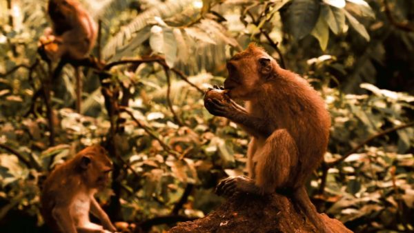 Пример работы LUT из набора Яркие LUT для дикой природы видео Vibrant Wilderness