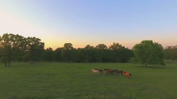 Кадр видео после цветокоррекции LUT для дикая природа вариант 3