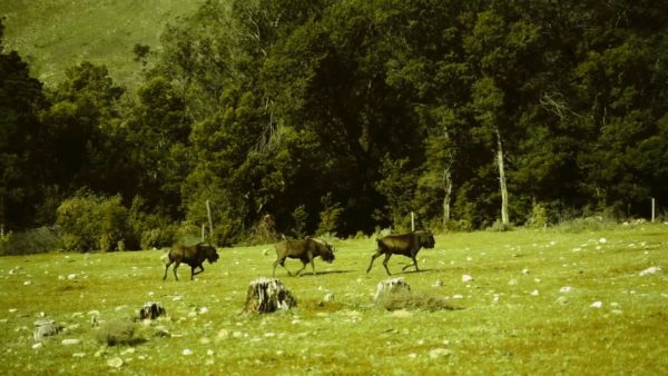 Кадр видео после цветокоррекции LUT для дикая природа вариант 7