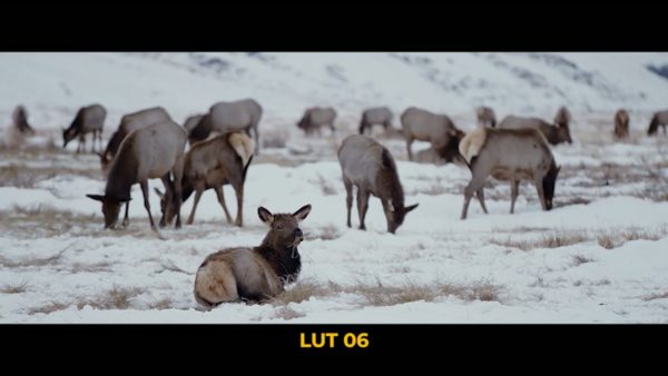 Кадр видео после цветокоррекции LUT для зима вариант 4