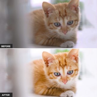 Фотография с цветокоррекцией из набора тёплый портрет питомца пресеты